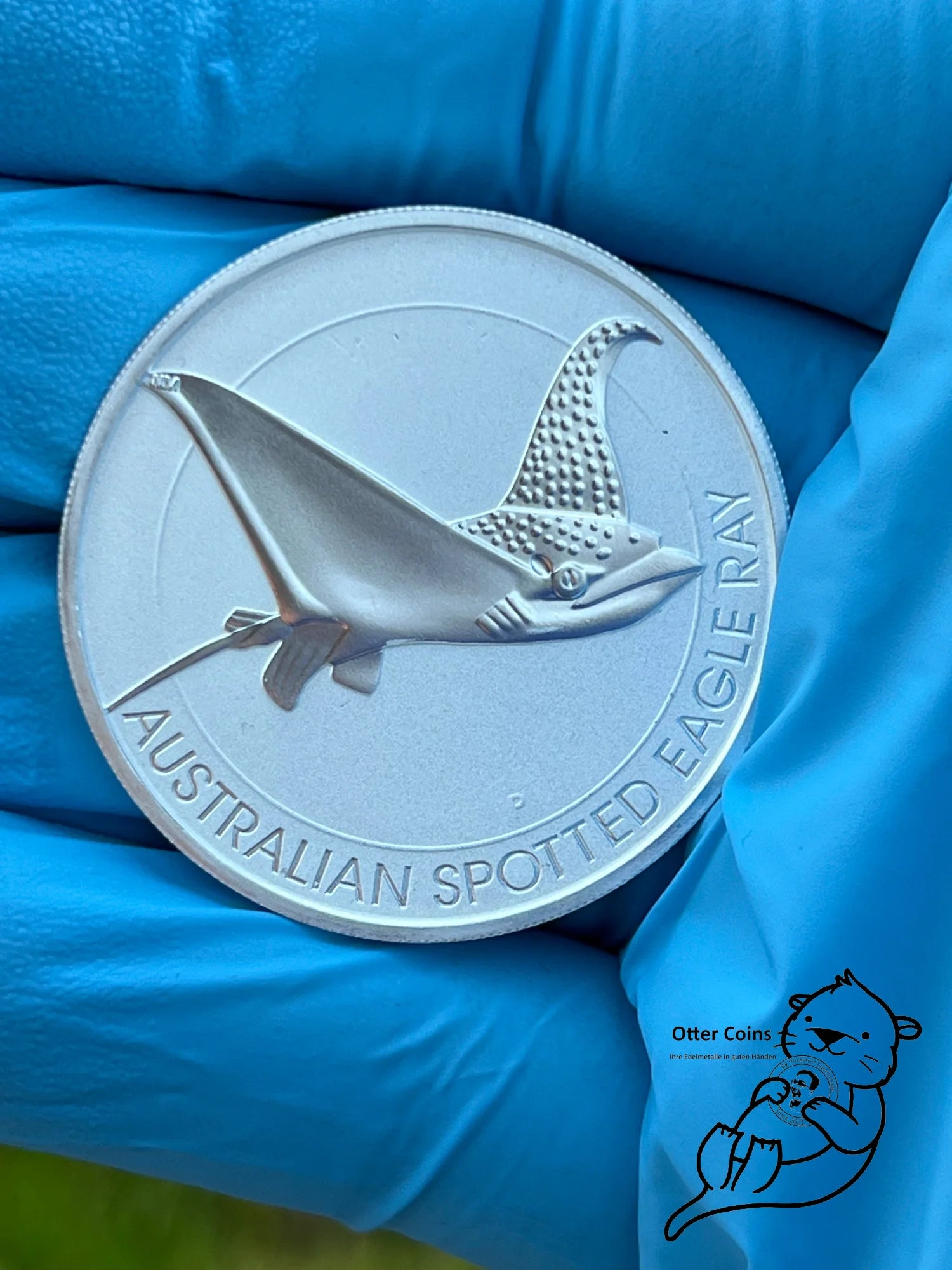 Australian Spotted Eagle Ray / gefleckter Adlerrochen